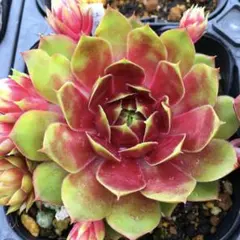 大きめ 紅夕月 多肉植物 センペル センペルビウム抜き苗 植物 花 苗