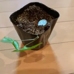 だいすけ。や様 リクエスト 2点 まとめ商品