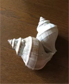 【貝殻】2個セット
