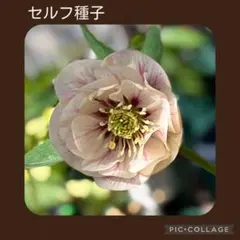 セルフ種子■#古29■加藤農園 プリマヴェーラ クリスマスローズ セルフ種子□#古29□加藤農園 プリマヴェーラ クリスマスローズ - メルカリ