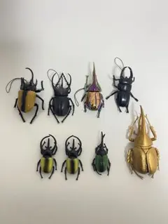 カブトムシ標本4体セット - メルカリ