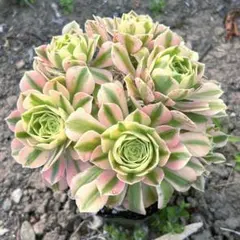 2026年最新】観葉植物 アエオニウムの人気アイテム - メルカリ