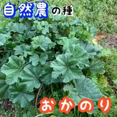 DE-r様 リクエスト 2点 まとめ商品