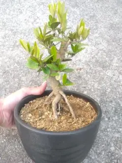 2026年最新】オリーブ 盆栽の人気アイテム - メルカリ