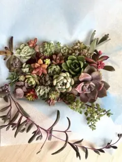 多肉植物　♡カラフル寄せ植えセット♡ 2