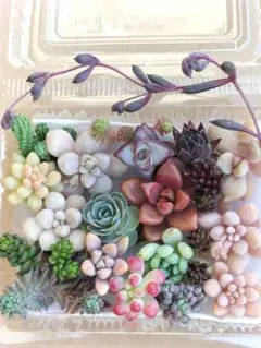 C【セダム他カット苗】詰め合わせセット♪多肉弁当♪