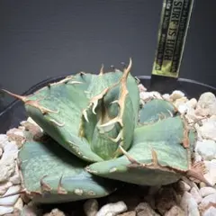 土日価格】 アガベチタノタ USダイヤモンド surfさん株 タグ付き 黒豹