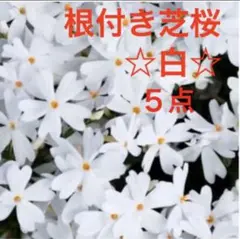 ⑥E1☆今から増えて毎春咲く☆シッカリ根付き芝桜☆白☆モンブラン☆のサムネイル