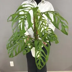 슈퍼 레어 ❗️ 몬스테라 에스컬레이트 ✨