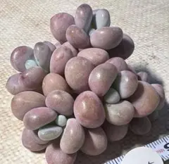 サ*※様 1105新入荷　絡神　エケベリア　多肉植物　撮影12月27日