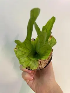 美しい葉が特徴的！】ビカクシダ ワンダエドワーフカーリング 台湾株