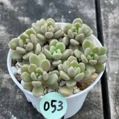 ちえこ様 リクエスト 2点 まとめ商品