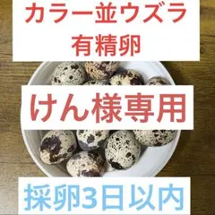 けん様専用　カラー10個