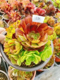 2026年最新】葉挿し 多肉 発根済みの人気アイテム - メルカリ