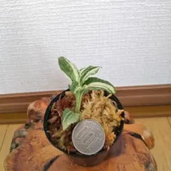 ジュンノスケ様 リクエスト 2点 まとめ商品