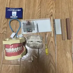 2025年最新】顎模型 歯科衛生士の人気アイテム - メルカリ