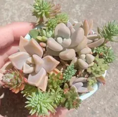 多肉植物 4株セット だるま秋麗 抜き苗 - メルカリ