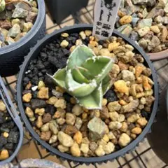 2026年最新】清櫻の人気アイテム - メルカリ