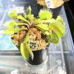 N*e様 ハエトリソウ ダブル ケルベロス CK 食虫植物 N*e様 ハエトリソウ ダブル ケルベロス CK 食虫植物 - メルカリ