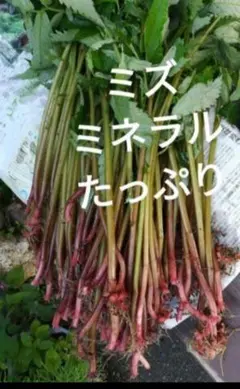 山菜 ミズ 600g 新潟県産 採れたて新鮮発送 - メルカリ