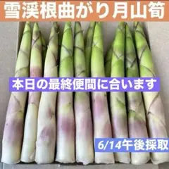 ❤️毎年大人気❣️ 天然 月山筍 箱込み約1キロ 細め 根曲がり竹 姫竹 山菜523のサムネイル