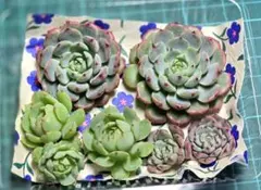 エケベリアセット ブルーミニマ・キャプテンヘイ