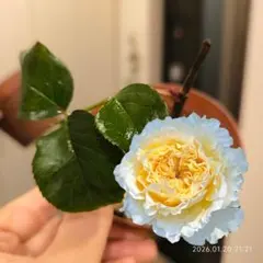 ❀専用❀　バラ　苗　切り花品種 1750円 即日発送品.htmlバラ苗 日本ばら園 減農薬バラ苗販売、バラ苗専門店