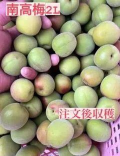 南高梅追熟の物　2L 15キロ　みつぼん様専用