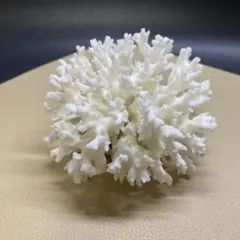 大きな奄美の天然サンゴ 置物 オブジェC - メルカリ