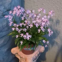 セール 花座あり ホヤ トムソニー ピンク サクララン中苗 - メルカリ