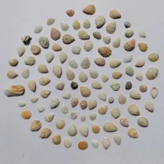 天然貝殻100個セット まとめ売り ハンドメイド素材 工作　Shell【349】