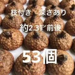 北海道　レッドオーク　枝付き　どんぐり帽子　53個　煮沸消毒済