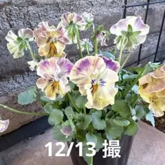 2025年最新】プティフール ビオラの人気アイテム - メルカリ