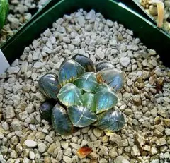 多肉植物　ハオルチア　　SFMオブスタ ブルー 735のサムネイル