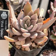 2026年最新】優木園さん苗の人気アイテム - メルカリ