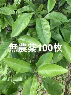 みかんの葉100枚くらい　保湿ありのサムネイル