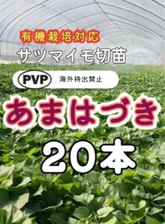 はるか切り苗 30本 茨城県産 サツマイモ さつまいも苗 家庭農園 大口