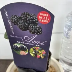 451 ＊北海道産ブラックベリー（あみ）ゆうパケット便発送