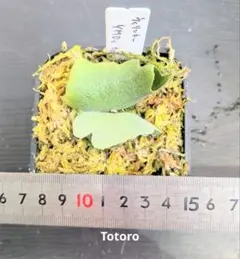 ビカクシダ、ウィリンキー YMDS totoro苗② - メルカリ