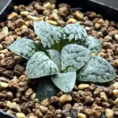 ハオルチア 闇の森 葉挿し 発根発芽済み - メルカリ