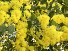 パールアカシア　フレッシュ★80サイズ★ミモザ