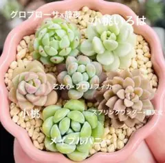 2026年最新】めでるさんの人気アイテム - メルカリ