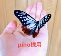 pino様用　画像