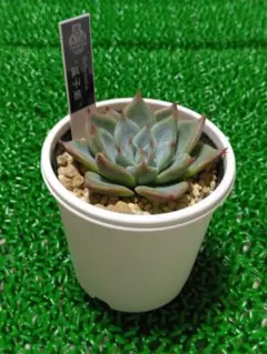 札付 優木園⭐️トリマネンシス×パープソルム⭐️ 多肉抜き苗 エケベリア 血斑 札付 優木園⭐️トリマネンシス×パープソルム⭐️ 多肉抜き苗