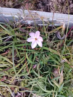 to様専用です。ピンクの星形の花のサムネイル