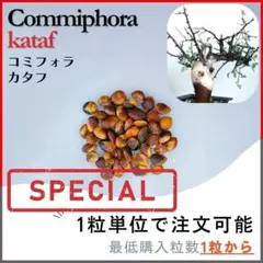 2026年最新】コミフォラ カタフの人気アイテム - メルカリ