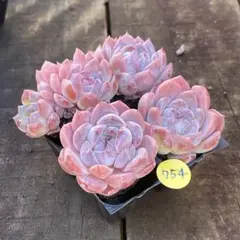 速達発送❗️mako1030様 リクエスト 4点 まとめ商品