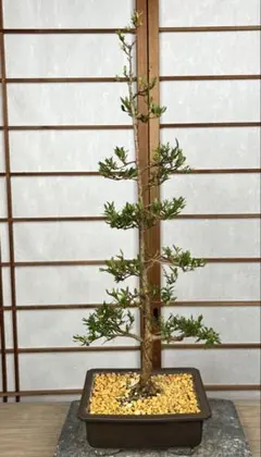 山東華(お) 皐月盆栽 103センチ - メルカリ