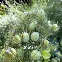 オルレア 種 花