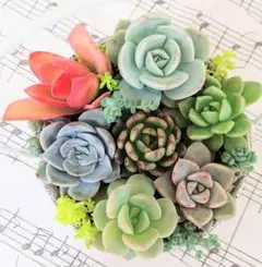 多肉植物 (5種エケベリア入り) カット苗セット※寄せ植え等に